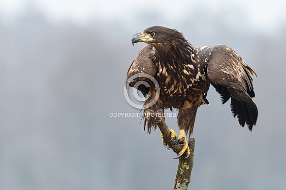 The white-tailed eagle