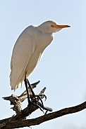 Great White Egret - Okavango Delta - Botswana