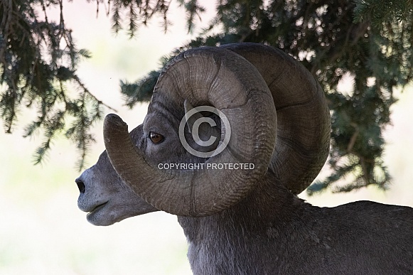 Big Horn Rams