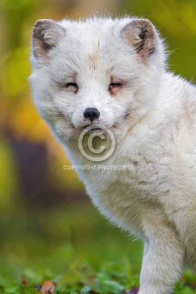 Arctic fox Arctic fox