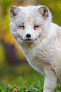 Arctic fox