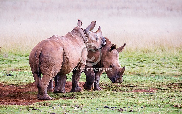 White Rhino