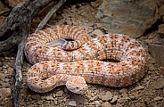 Speckled Rattlesnake on Ground with Rocks and Sticks