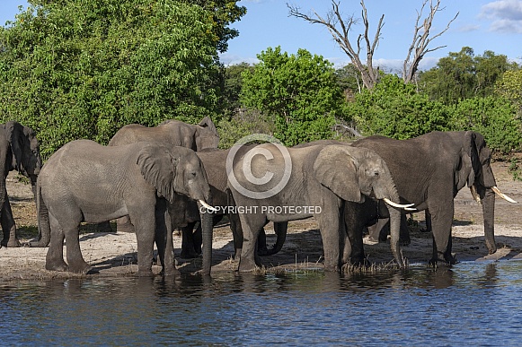 African Elephants - Botswana African Elephants - Botswana