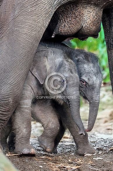 Indian elephant (Elephas maximus)