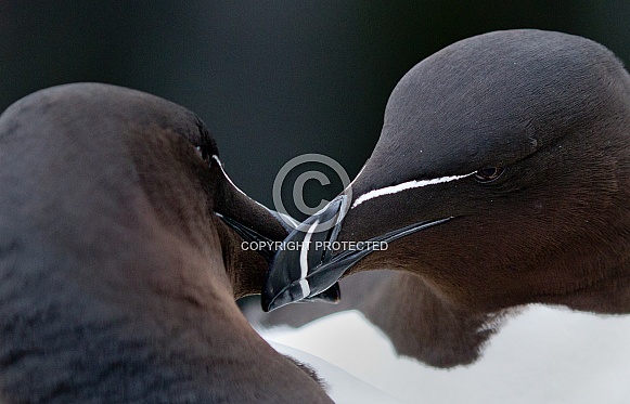 The razorbill or lesser auk (Alca torda)