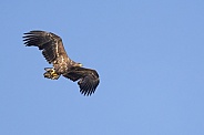 White tailed eagle or European Eagle