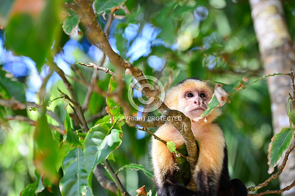 Capuchin Monkey 2