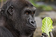 Young Male Western Lowland Gorilla Side Profile