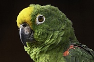 Yellow Fronted Amazon Parrot Black Background