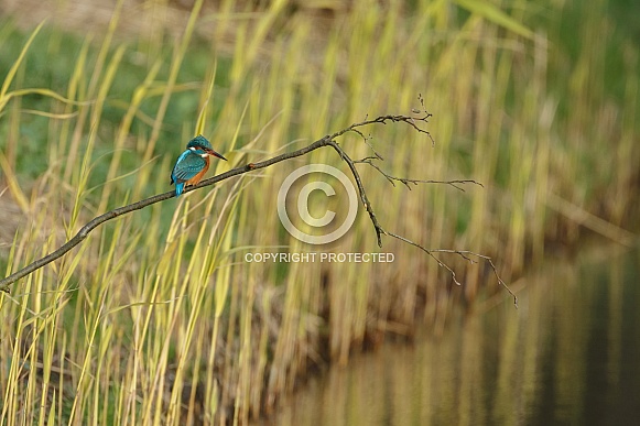 Kingfisher Kingfisher