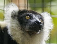 Lemurs