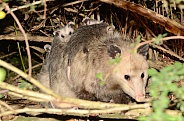Possum (Opossum)