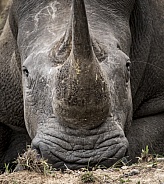 White rhino in Kruger