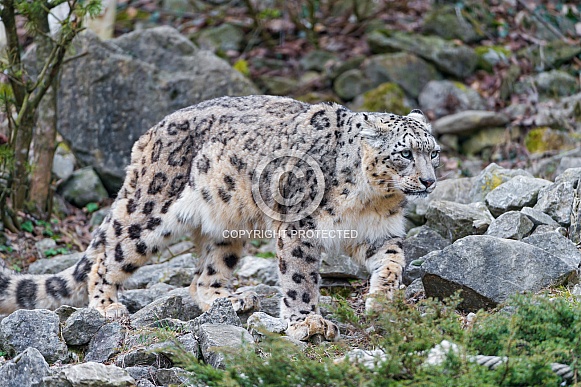 Snow Leopard