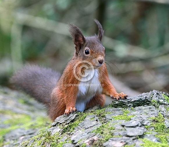 Red Squirrel