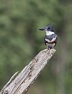 Female Belted Kingfisher Looking for Fish
