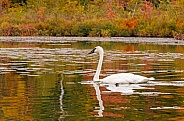Trumpeter swan in the Fall