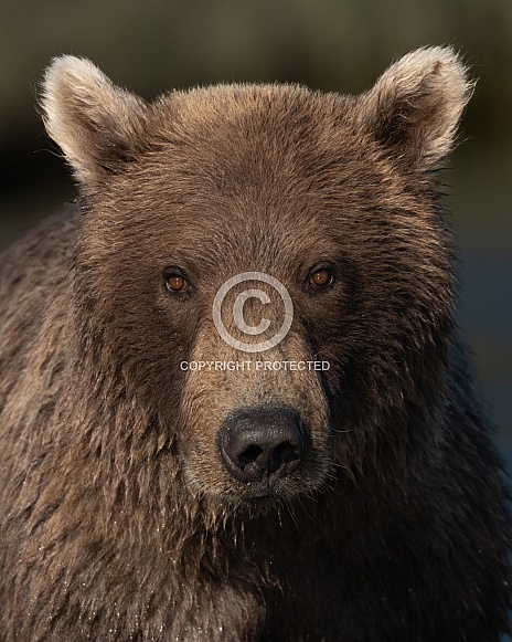 Head shot of a female bear looking at the camera