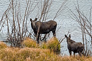 Moose with Calf