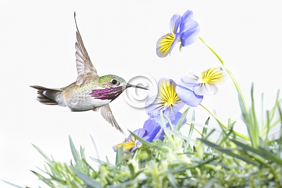 Calliopi Hummingbird (wild male)