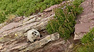 Hoary Marmot in alpine meadow Glacier NP Montana