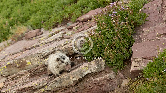 Hoary Marmot in alpine meadow Glacier NP Montana Hoary Marmot in alpine meadow Glacier NP Montana