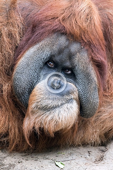 Orangutan male Bimbo