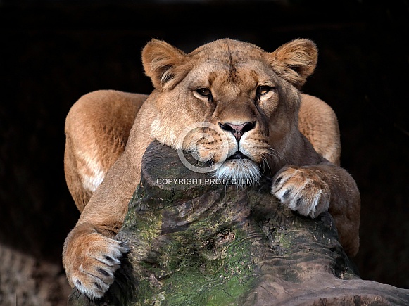 African Lioness African Lioness
