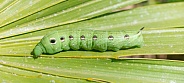 Tersa Sphinx hawk moth (Xylophanes tersa) caterpillar on saw palmetto leaf