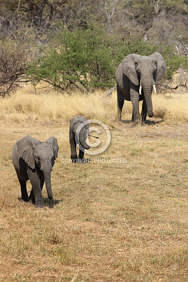 Elephant family Elephant family