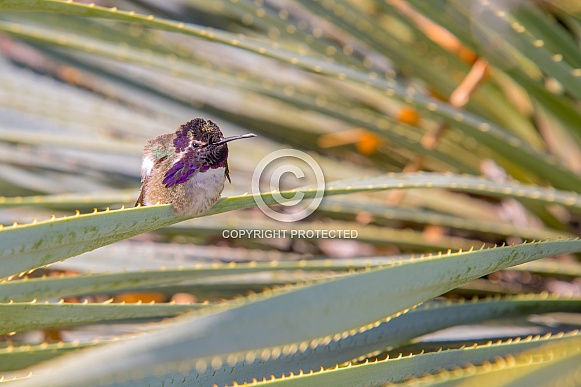 Costa's Hummingbird (Male) Costa's Hummingbird (Male)