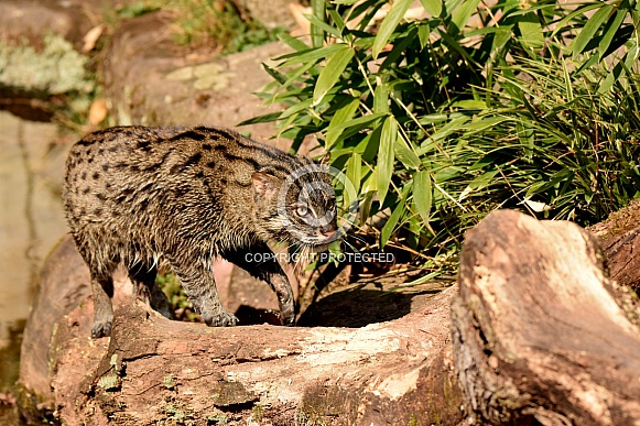 fishing cat fishing cat