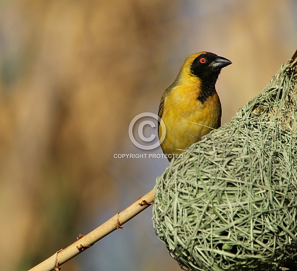 Southern Male Masked Weaver. Southern Male Masked Weaver.