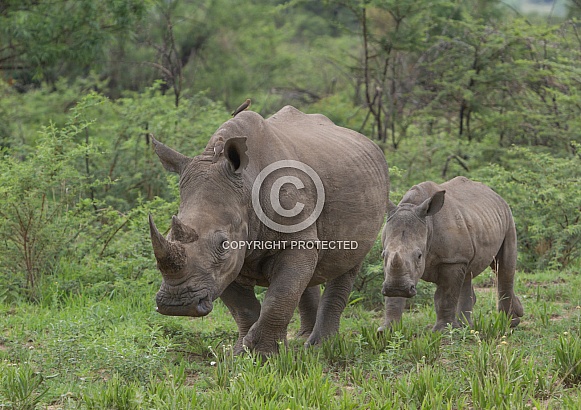 White Rhino with calf (wild)