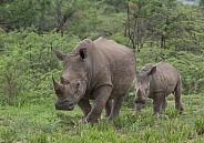 White Rhino with calf (wild)