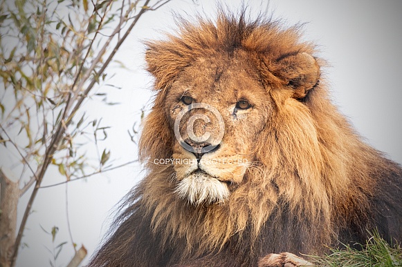 African Lion Close Up
