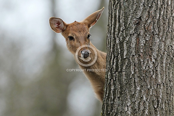 Eld's deer Eld's deer