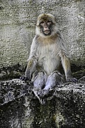 Barbary Macaque