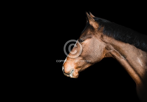 Retired Champnion Retired Champnion