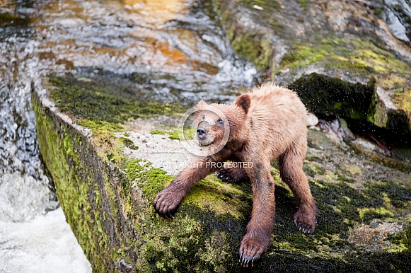 Wild Grizzly bear cub shaking off water in Alaska