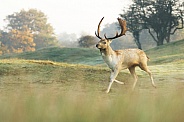 Running Fallow Deer stag