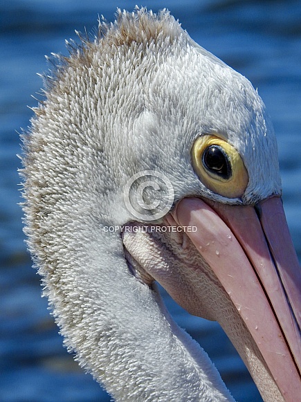 Australian Pelican