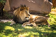 A lion at the zoo