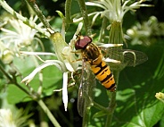 Hoverfly (Episyrphus balteatus) on Wild Clematis