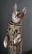 Savannah cat Gaia