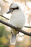 Laughing Kookaburra (wild).