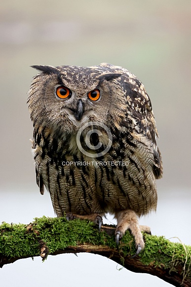 Eurasian eagle-owl (Bubo bubo)