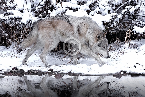 Gray Wolf Gray Wolf