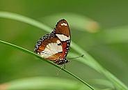 Diadem Butterfly